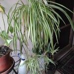 Chlorophytum comosum List