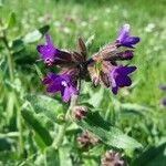 Anchusa officinalisOther