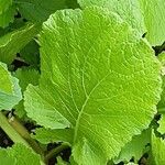 Brassica juncea पत्ता