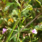 Agalinis tenuifolia Yeri