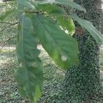 Quercus × heterophylla Folha