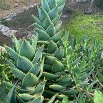 Aloe distans Deilen