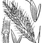 Bromus lanceolatus Övriga