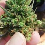 Cannabis sativa Blatt