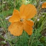 Papaver rupifragum 花