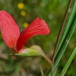 Lathyrus sphaericus Flor