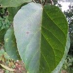 Ficus mauritiana List