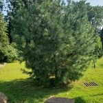 Pinus strobus Агульны выгляд