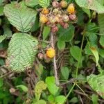 Rubus ellipticus Плод