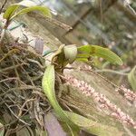 Rhipidoglossum rutilum Habit