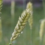 Triticum aestivum 果實