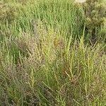 Arthrocnemum macrostachyum Likasa