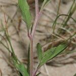 Epilobium lanceolatum Leaf