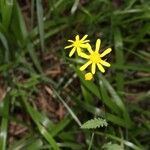 Senecio triangularisЦвят