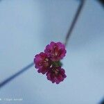 Boerhavia diffusa Blüte