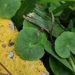 Hydrocotyle leucocephala Leaf