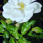 Rosa moschata ᱵᱟᱦᱟ