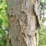 Salix viminalis Corteza