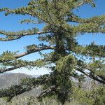 Pinus lambertiana Hábito