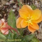 Oenothera longiflora Flor