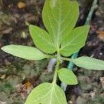 Solanum lycopersicum Lapas