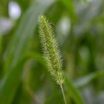 Setaria viridis Flor