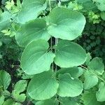 Smilax herbacea Leaf