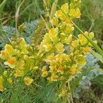 Linaria angustissimaফুল