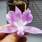 Laelia furfuracea 花