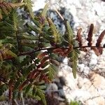 Pellaea quadripinnata Blatt