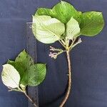 Tournefortiopsis crispiflora その他の提案