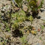 Androsace maxima Mbuma