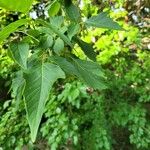 Acer negundo 葉