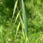 Avena barbata ഫലം