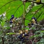 Gaertnera letouzeyi Fruit