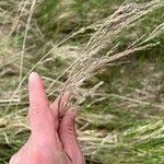 Calamagrostis canescens Λουλούδι