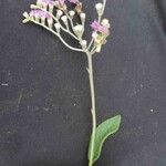 Chrysolaena cognata Virág