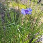 Centaurea cyanoides