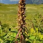 Pedicularis recutita Цветок