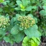 Spiraea betulifolia 花