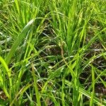 Carex vulpina Folha