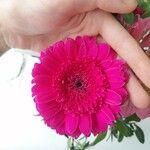 Gerbera spp.Flower