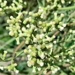 Baccharis articulata Flor