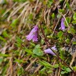 Soldanella pusilla 花
