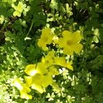 Oxalis pes-caprae Fleur