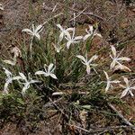 Iris chrysophylla Hábitos