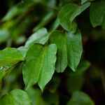 Bauhinia forficata Листок