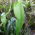 Antrophyum boryanum Leaf