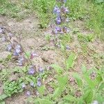 Salvia officinalis Floare