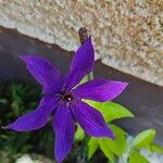 Clematis viticellaപുഷ്പം